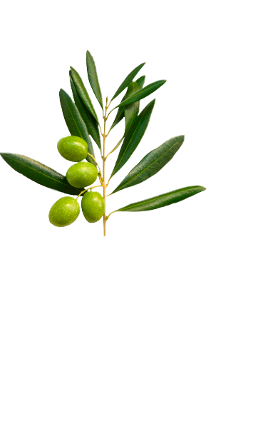 Top olive branch in La Española Extra Virgin Olive Oil Variety