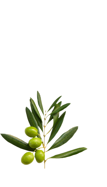 Olive branch in La Española Light in Colour Olive Oil Variety