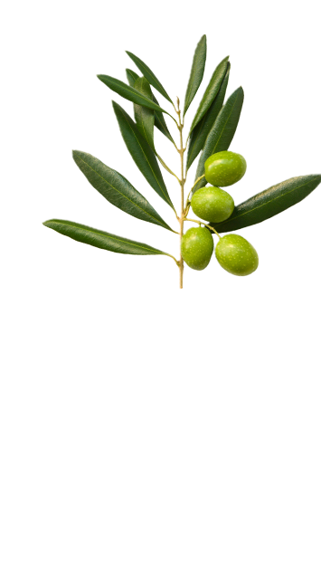 Top olive branch in La Española Extra Virgin Olive Variety