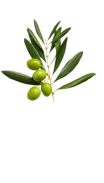Olive branch in La Española flavoured olive oil Variety page